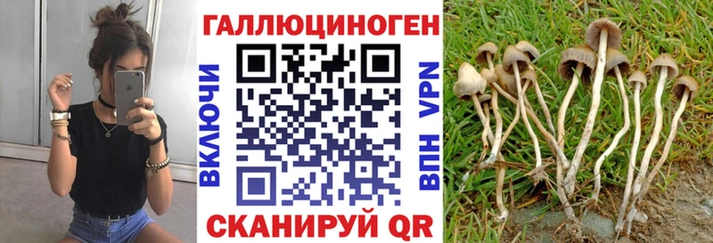 купить наркотики сайты  Отрадная  Псилоцибиновые грибы Psilocybine cubensis 